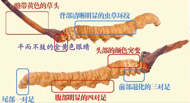 荔湾虫草回收商家地址